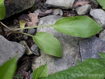 Leaves